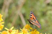 Cjp_2009_07_17_130301 (1).jpg